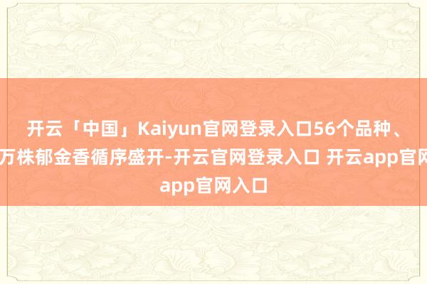 开云「中国」Kaiyun官网登录入口56个品种、50余万株郁金香循序盛开-开云官网登录入口 开云app官网入口